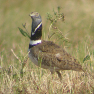 Little Bustard